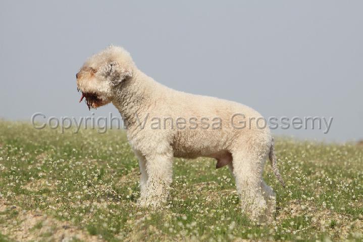 LAGOTTO 113.jpg